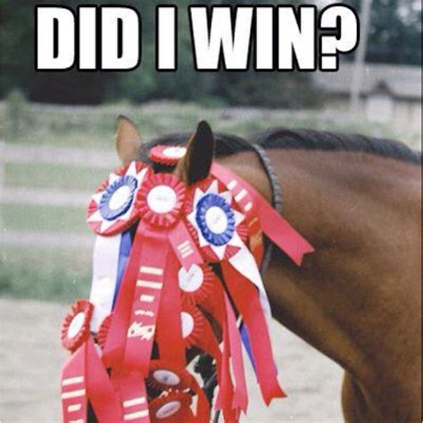 Did I Win Hahaha Horsey Humor Horse Pics Pinterest I Win And Humor
