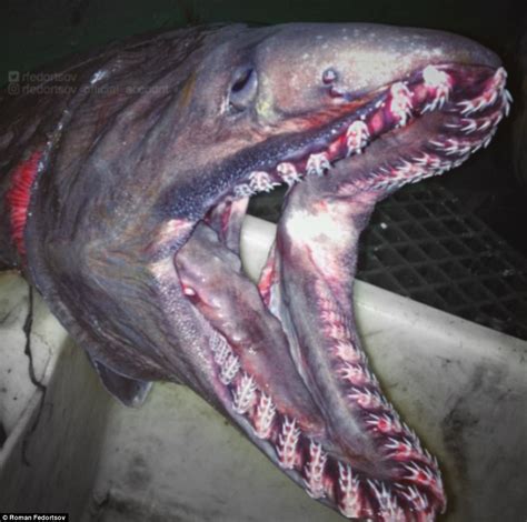 Fisherman Reveals Terrifying Alien Creatures Of The Deep Daily Mail