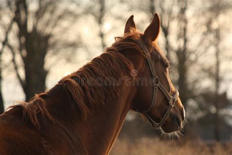 Beautiful Chestnut Horse Portrait In Sunset Stock Image Image Of