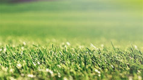 What Is Bentgrass And How To Stop It From Creeping Into Your Lawn