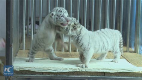 So Cute Rare White Twin Tiger Cubs Growing Strong In Chinese Zoo Youtube