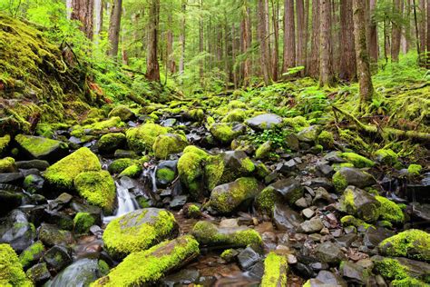Wa Olympic National Park Sol Duc Valley Stream With Mossy Rocks