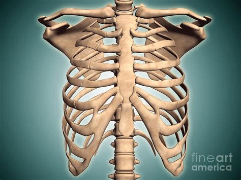 Did Anyone Got An X Ray Recently To Check How Their Rib Cage Is Doing