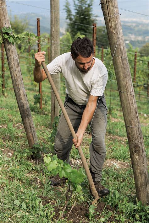 Farmer Working On Vineyard Del Colaborador De Stocksy Studio Serra