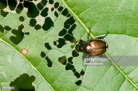 Japanese Beetles Photos And Premium High Res Pictures Getty Images