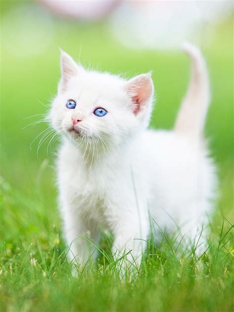 Kitten Images Wallpapers Wallpapers Top Free Kitten Images Wallpapers
