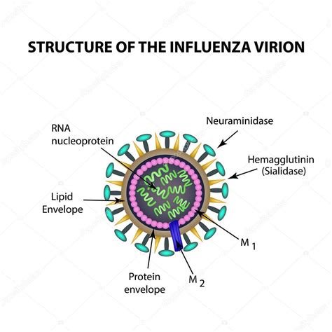 Estrutura Organizacional Do Virus Detalhes Científicos