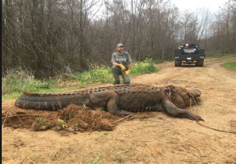 13 Foot Alligator Weighing At Least 700 Pounds Found In Georgia