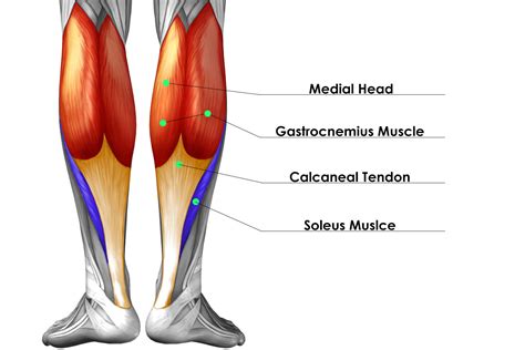 Diagram Of Calf Muscle