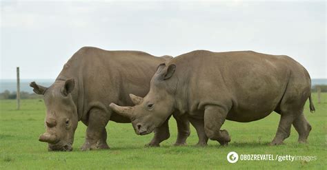 For The First Time In History Scientists Managed To Fertilize A Female Rhino Through Ivf This
