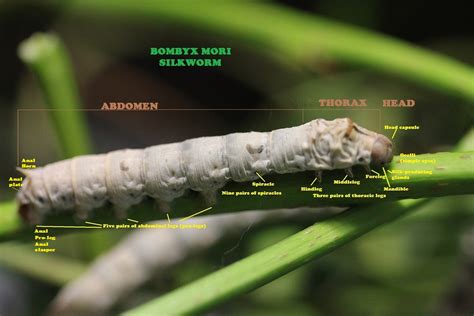 Amazing Silkworms Anatomy Of The Silkworm Larva