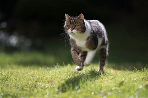 Fluffy Cat Jumping Up Outdoors Stock Photos Pictures And Royalty Free