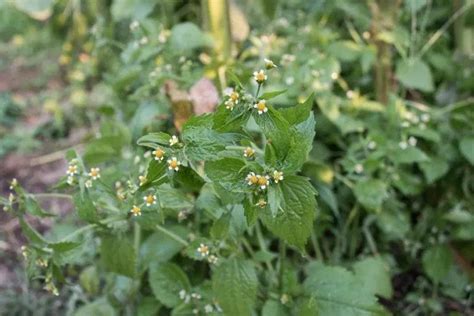 13 Common Edible Weeds That Are Nutritious Defiel Prepper Website