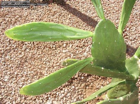 Like a tiny bit of tissue from a second plant got introduced by. PlantFiles Pictures: Prickly Pear, Cochineal Nopal Cactus ...