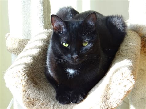 To understand its history, it is important to know the history of the shorthaired burmilla breed. Free Images : animal, black cat, whiskers, vertebrate ...
