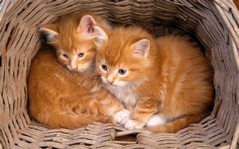 Beautiful Cats In Different Styles Free Download Hd