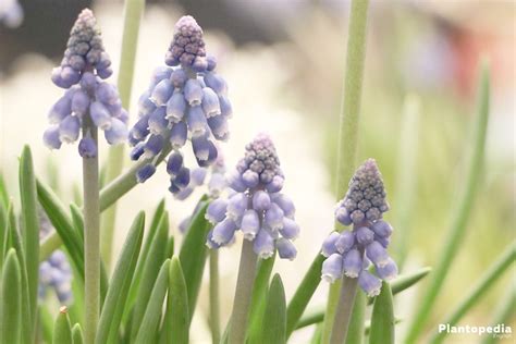 Grape Hyacinths Muscari How To Plant And Care Bloom Time Plantopedia