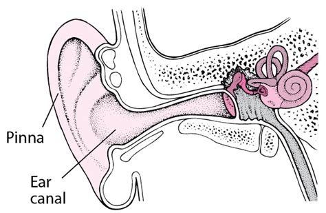 Quick Facts Ear Tumors Msd Manual Consumer Version