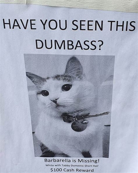 This Missing Cat Poster In My Neighborhood Odd Stuff Magazine