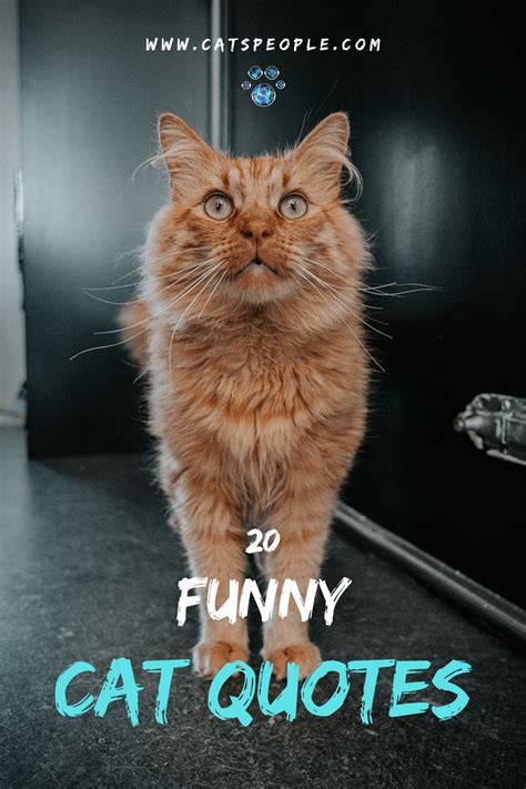 20 Funny Cat Quotes Funny Cats Cat Quotes Cat Quotes Funny
