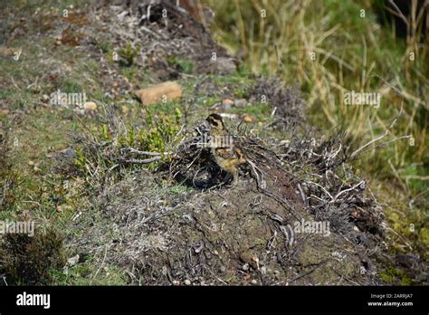 Adorable Ruffed Grouse Chick In Heather On The Moorland Stock Photo Alamy