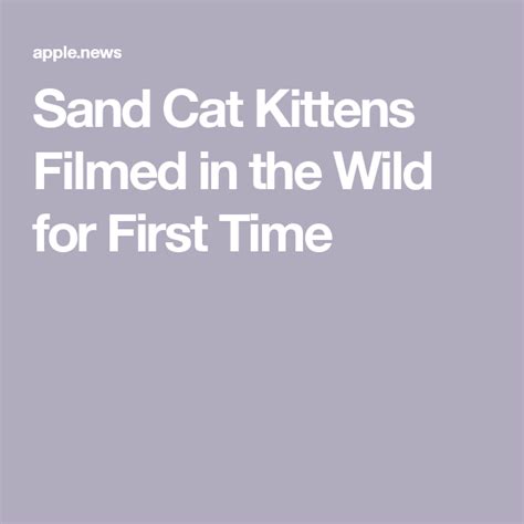 Sand Cat Kittens Filmed In The Wild For First Time — National