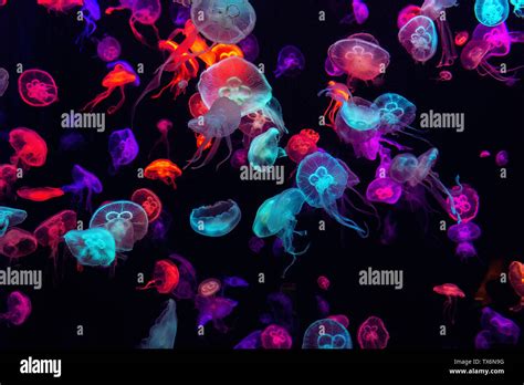 Colorful Jellyfish Underwater Jellyfish Moving In Water Stock Photo
