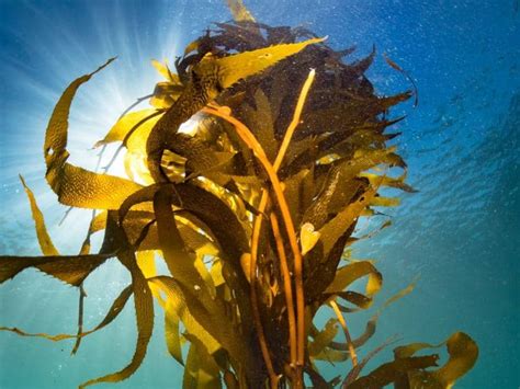 10 Types Of Kelp Characteristics Benefits