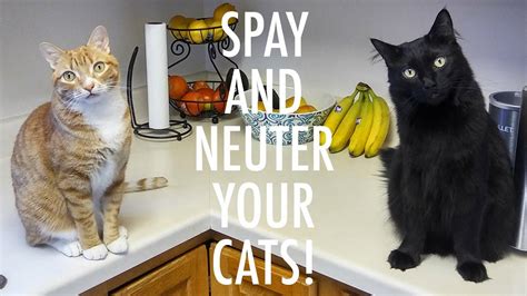 Affordable spays & neuters for texas pets. SPAY and NEUTER your CATS! - ft. Jackson Galaxy - YouTube