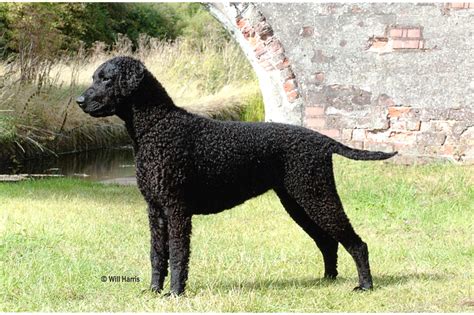 curly coated retriever breed guide learn   curly coated retriever