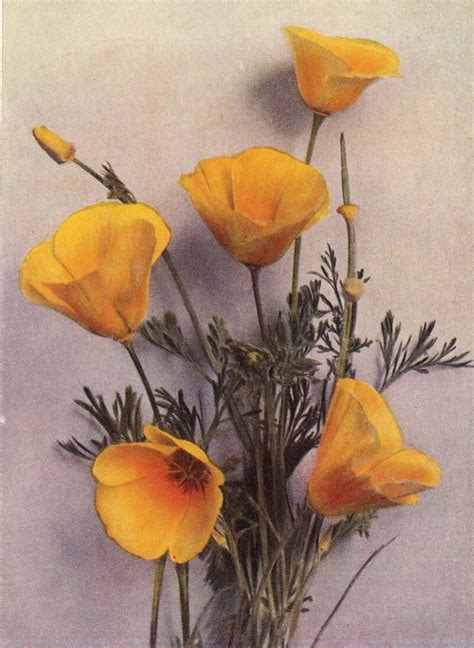 1929 California Poppy Botanical Illustration A Delightful