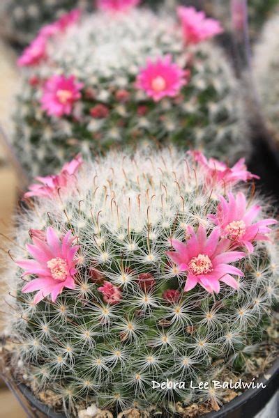 Check out our prickly pear cactus pad selection for the very best in unique or custom, handmade pieces from our home & living shops. My Spiny Valentine | Cactus plants, Cacti and succulents ...