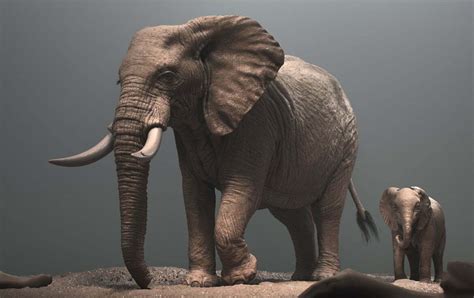 3d Elephant Animal Illustration Illustration Agent Website