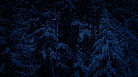 Snowy Forest Landscape At Night By Rockfordmedia Videohive