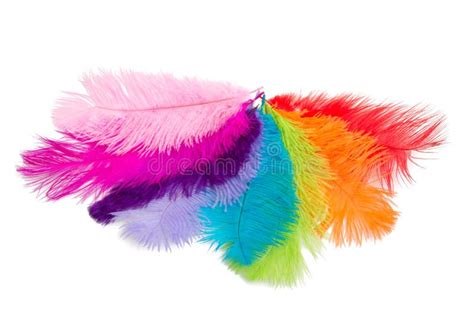 Colorful Fluffy Feathers Isolated Stock Photo Image Of White
