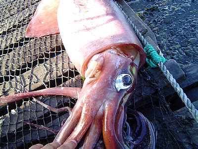 Florida wildlife officials are still investigating. Why do giant squid have such big eyes? | Earth | EarthSky