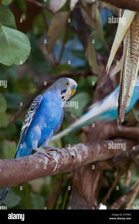Budgie Flying Hi Res Stock Photography And Images Alamy