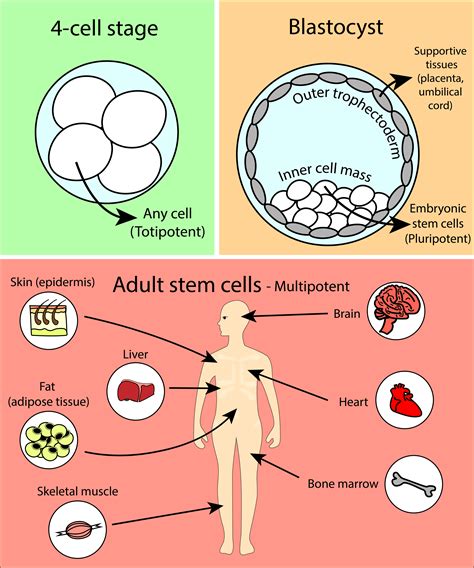 Types Of Stem Cells