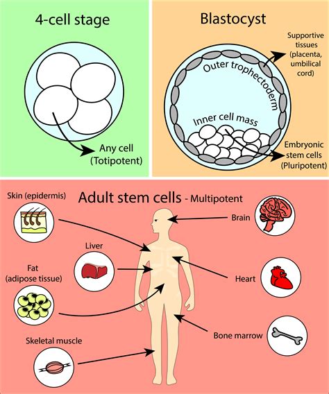 Adult Stem Cell Diagram