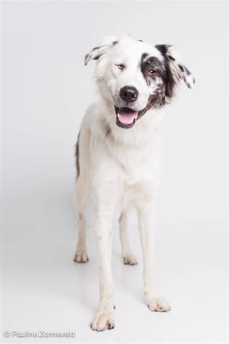 If you love seeing and admiring the beauty of border collie puppies, check out some of the pictures from our community members all over the world! Adopt Meekah on Petfinder | Border collie, Border collie ...