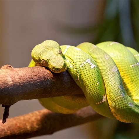 See more ideas about tropical rainforest, rainforest, rainforest animals. Animal Adaptations in the Biome of the Tropical Rainforest | Sciencing