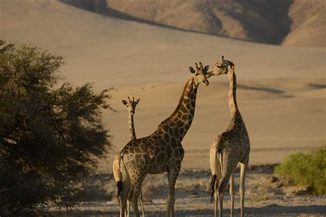 Wildlife Safaris In Namibia Expert Africa