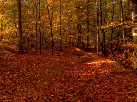 Autumn Forest Hdr Free Stock Photos Rgbstock Free Stock Images