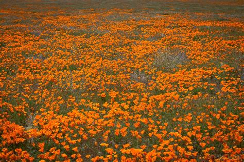 Maybe you would like to learn more about one of these? Antelope Valley California Poppy Reserve | California ...