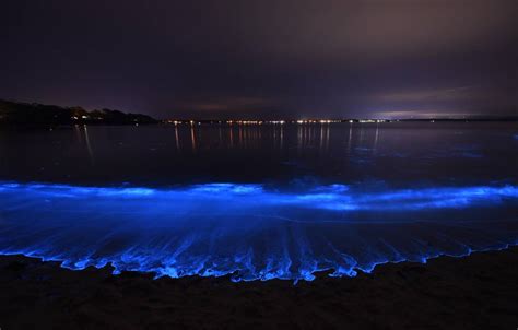 Jervis Bay At Its Best As Bioluminescence Puts On A Show Illawarra