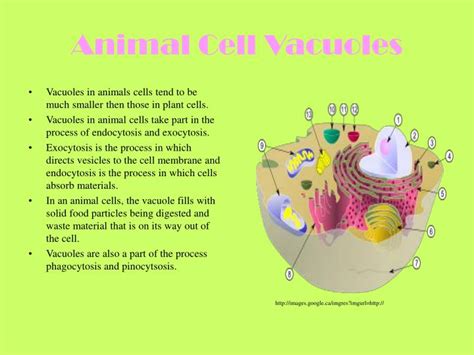 Maybe you would like to learn more about one of these? PPT - Vacuoles and Peroxisomes PowerPoint Presentation ...