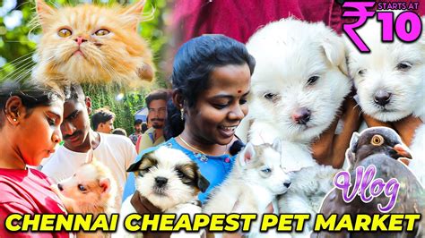 Chennai Cheapest Pet Market: 10ரூபாய் முதல் 50,000 வரை! | Broadway