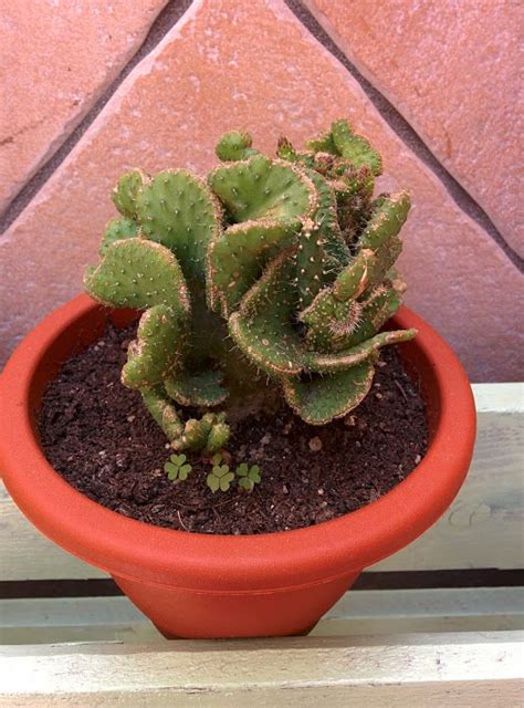 No se preocupe, no importa como se les llame, muchos cactus y otras plantas suculentas funcionan bien en plantaciones juntas, gracias a que comparten características y condiciones similares. Austrocylindropuntia subulata fma. crestada : Cactus y ...