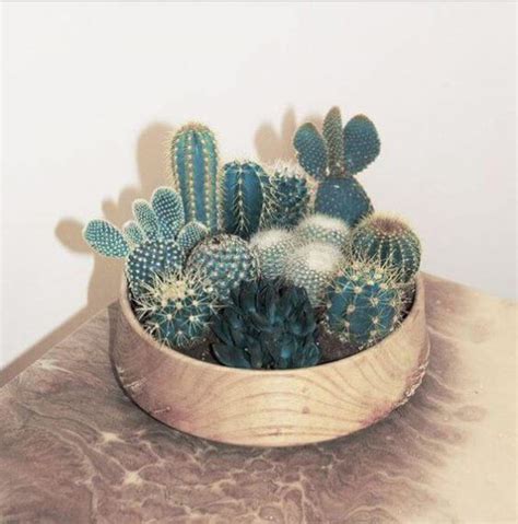 Do Succulents Need A Drainage Hole In Pot - How To Plant Cactus In Pots Without Drainage Holes