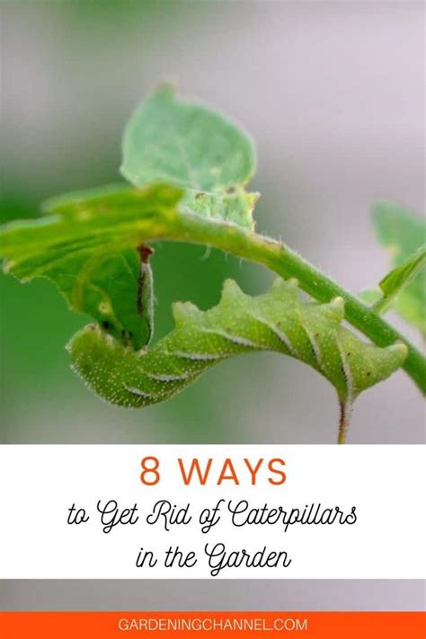 8 Effective Ways To Get Rid Of Caterpillars In The Garden Gardening